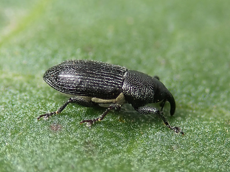 Curculionidae: Mecinus ?  No, Limnobaris dolorosa